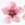 Colour breaking on the flower petals of a peach cultivar.
Courtesy: J.C. Desvignes, CTIFL (France).