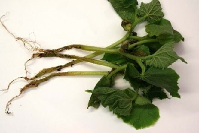 Crown rot of cucumber caused by Pythium, disintegrating the crown and causing a root rot.