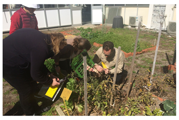 Workshop participants inspecting tomatoes infested with tomato potato psyllid, and collecting sticky traps, at DPIRD in South Perth, Western Australia.