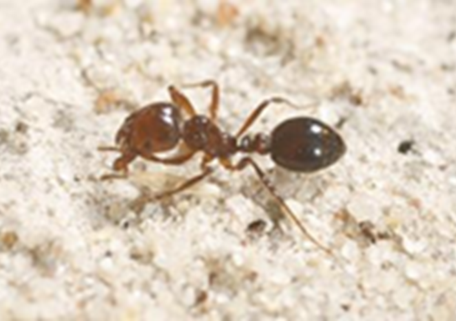 Fire ant. Photo by Queensland Department of Agriculture and Fisheries.